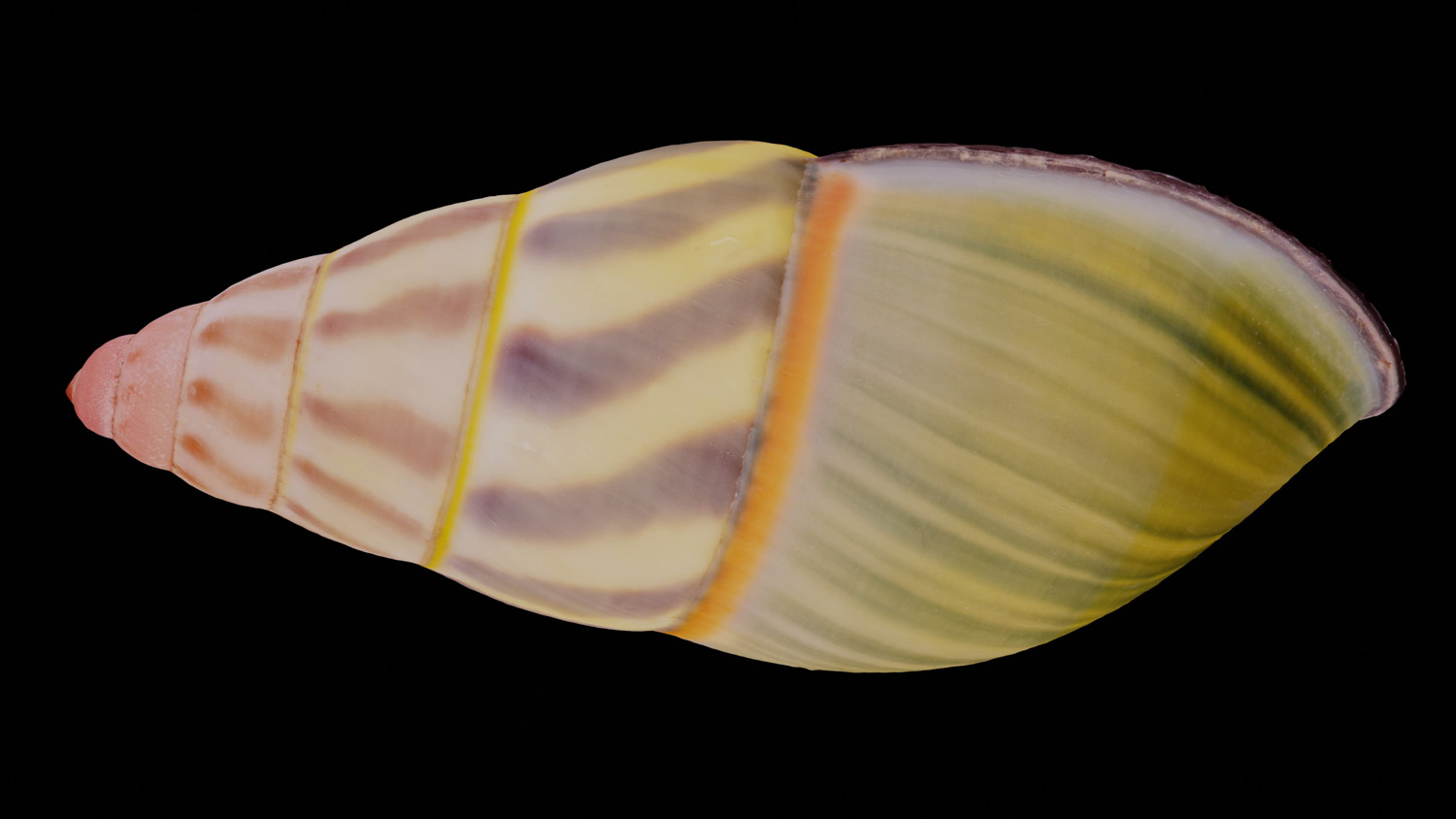 Amphidromus sp.